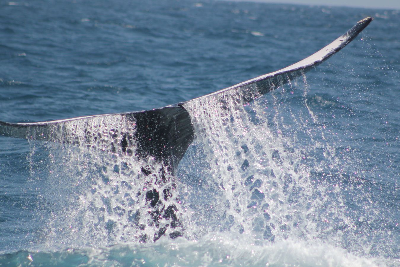 what to know about migration of humpback whales in watamu kenya discover africa blog 1