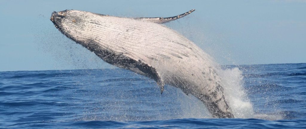 What to Know About Migration of Humpback Whales in Watamu Kenya 16 Humpback Whales Migration in Watamu Kenya