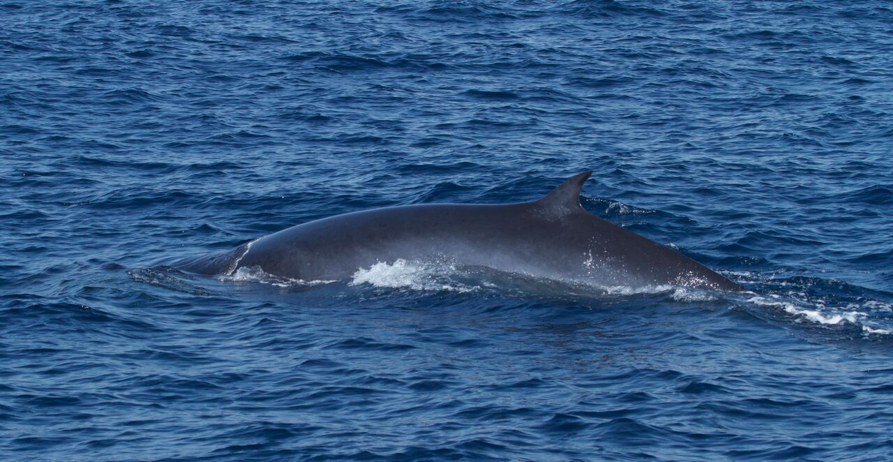 Humpback Whales Migration in Watamu Kenya