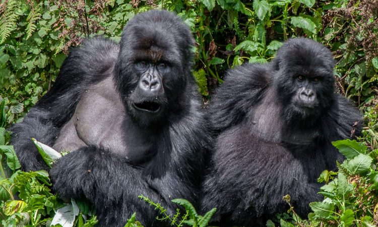 Best places to spot / see Silverback Gorillas in Africa