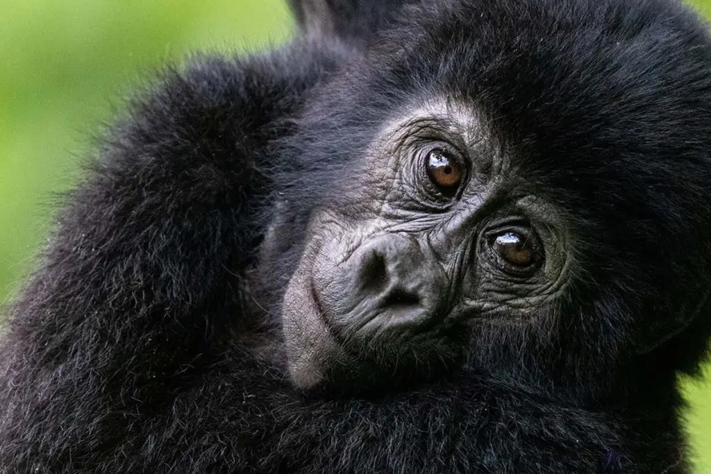 Best places to spot / see Silverback Gorillas in Africa