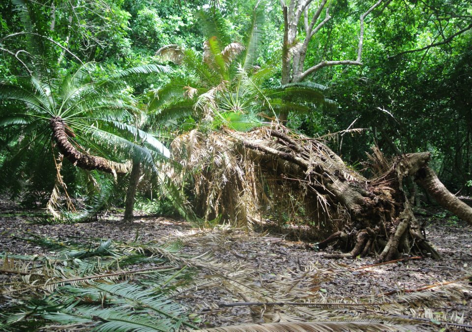 Kaya Kinondo Sacred Forest