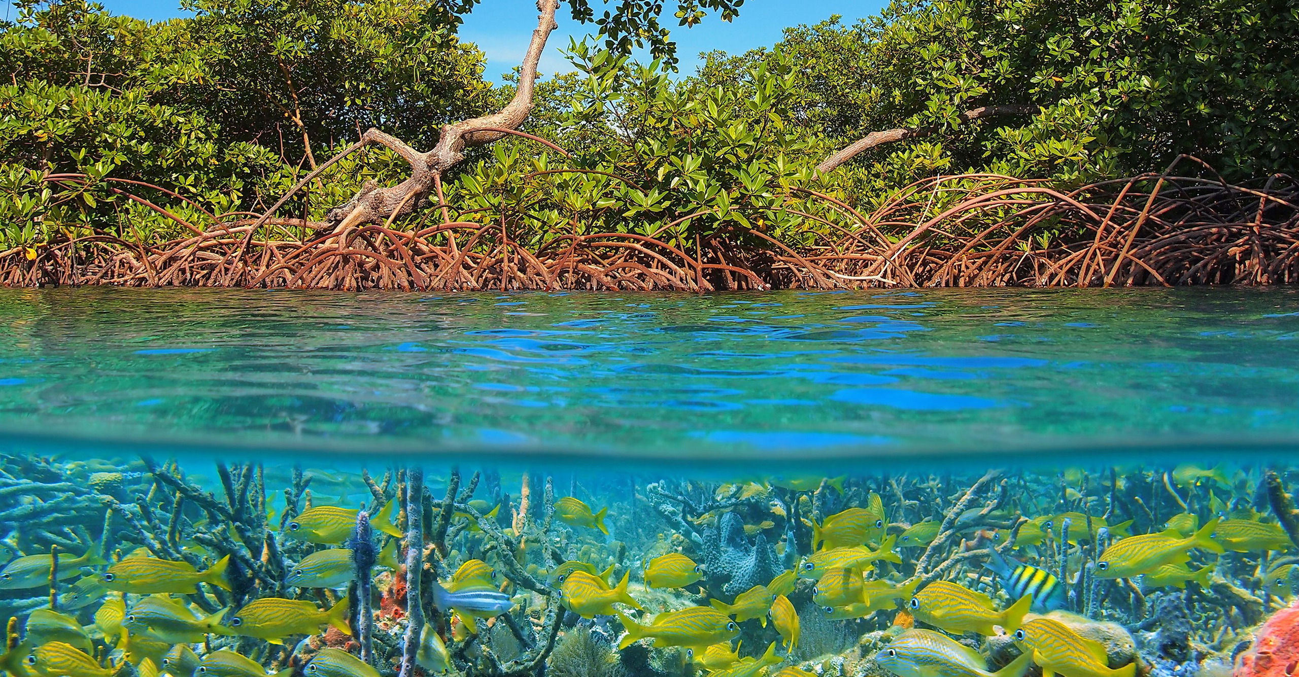 Mangroves and Seagrass in the Kenya Coastline