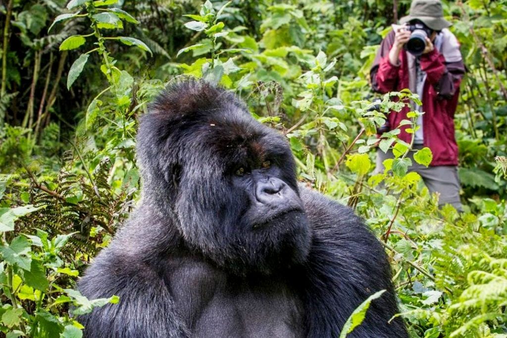 Best places to spot / see Silverback Gorillas in Africa