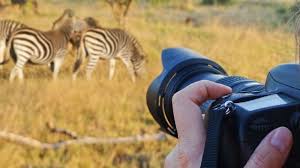 5 Best Wildlife Photography Tricks and Tips for the best shot