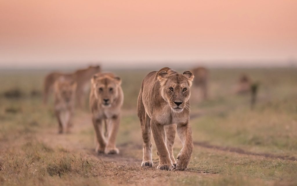 10 top interesting facts about African lions