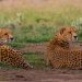 10 Interesting Facts about African Cheetahs.