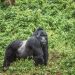 best places to spot see silverback gorillas in africa in 2023 discover africa blog