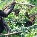 Chimp Trekking Uganda